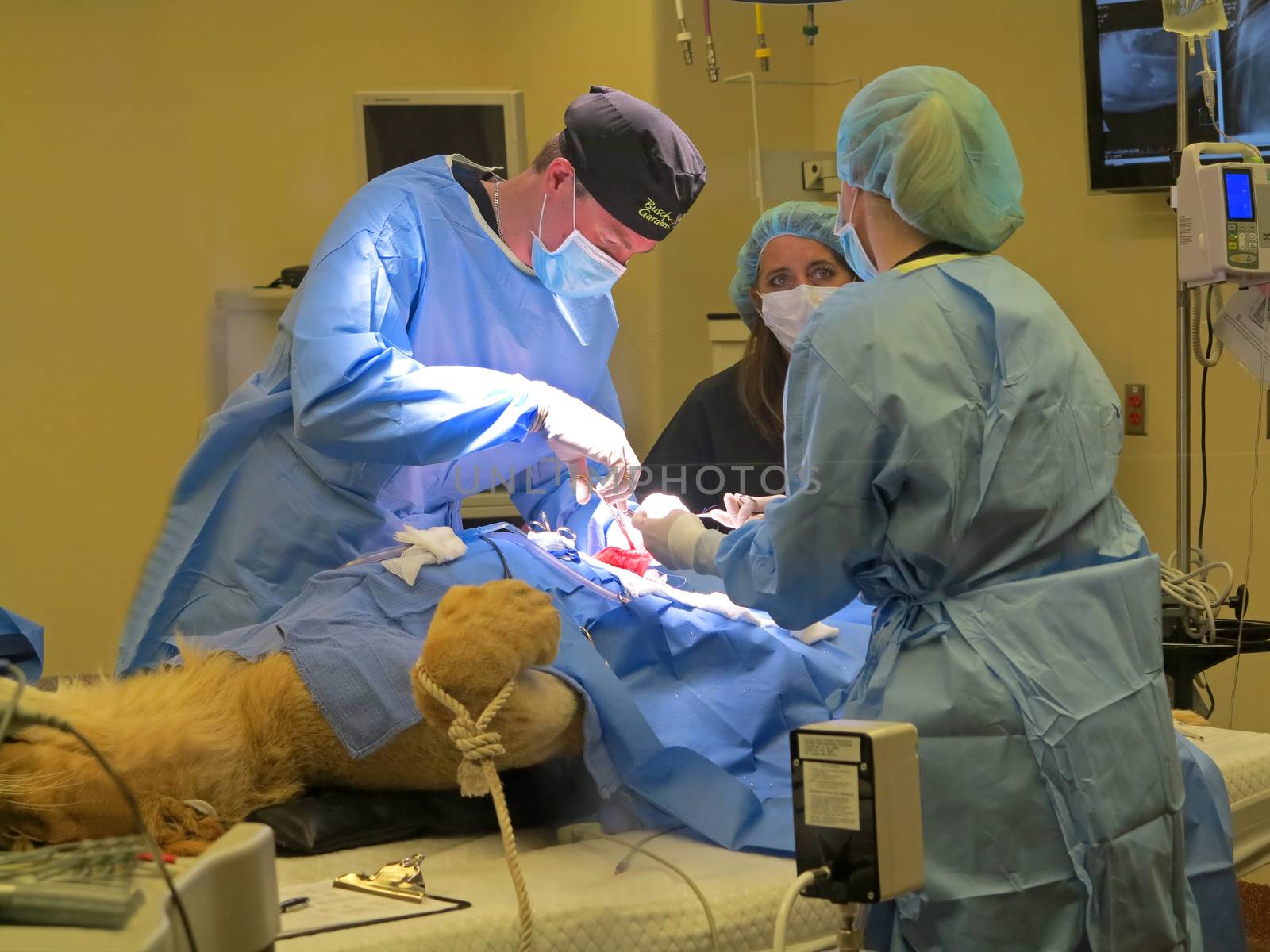 TAMPA, FLORIDA - MAY 3: the vets at Busch Gardens Tampa suturing the stomach of a lioness on May 3, 2015 in Tampa, Florida.