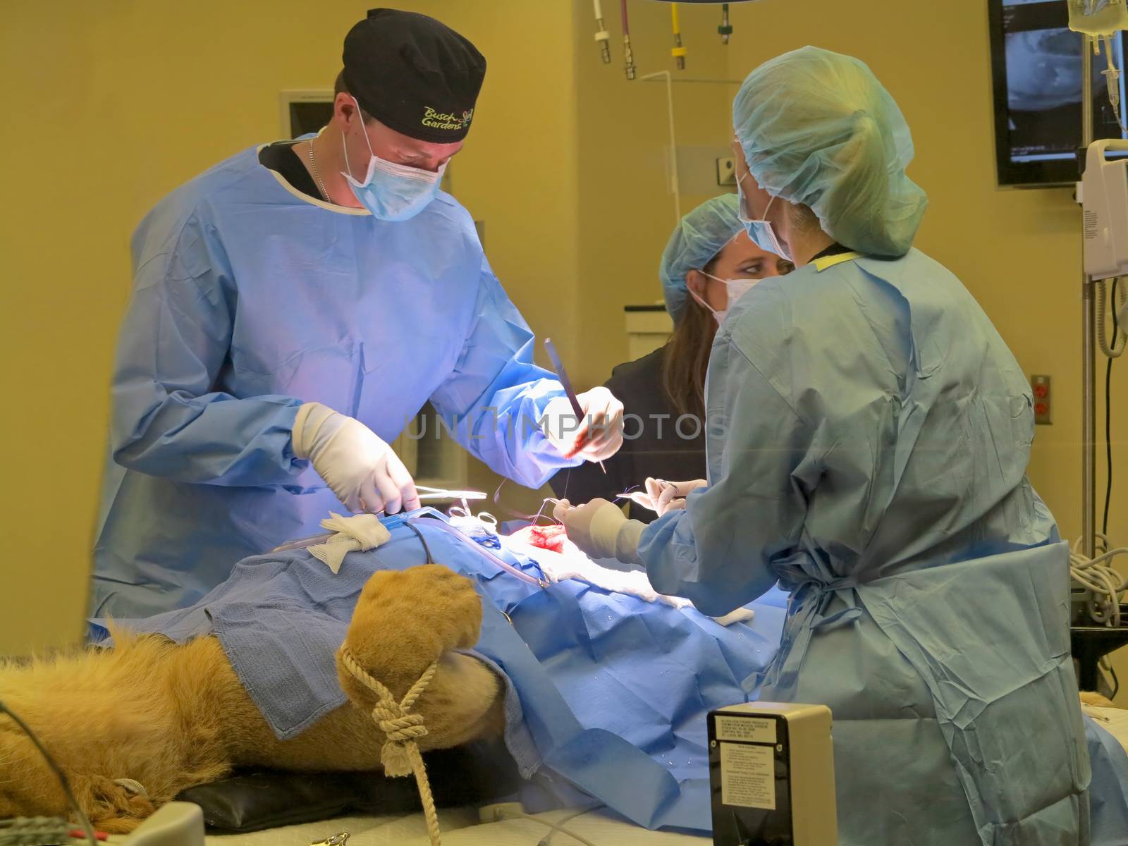 TAMPA, FLORIDA - MAY 3: the vets at Busch Gardens Tampa suturing the stomach of a lioness on May 3, 2015 in Tampa, Florida.