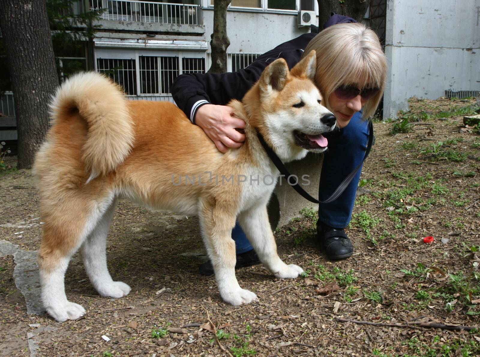 Lady hugging the puppy of Japanese dog Akita Inu