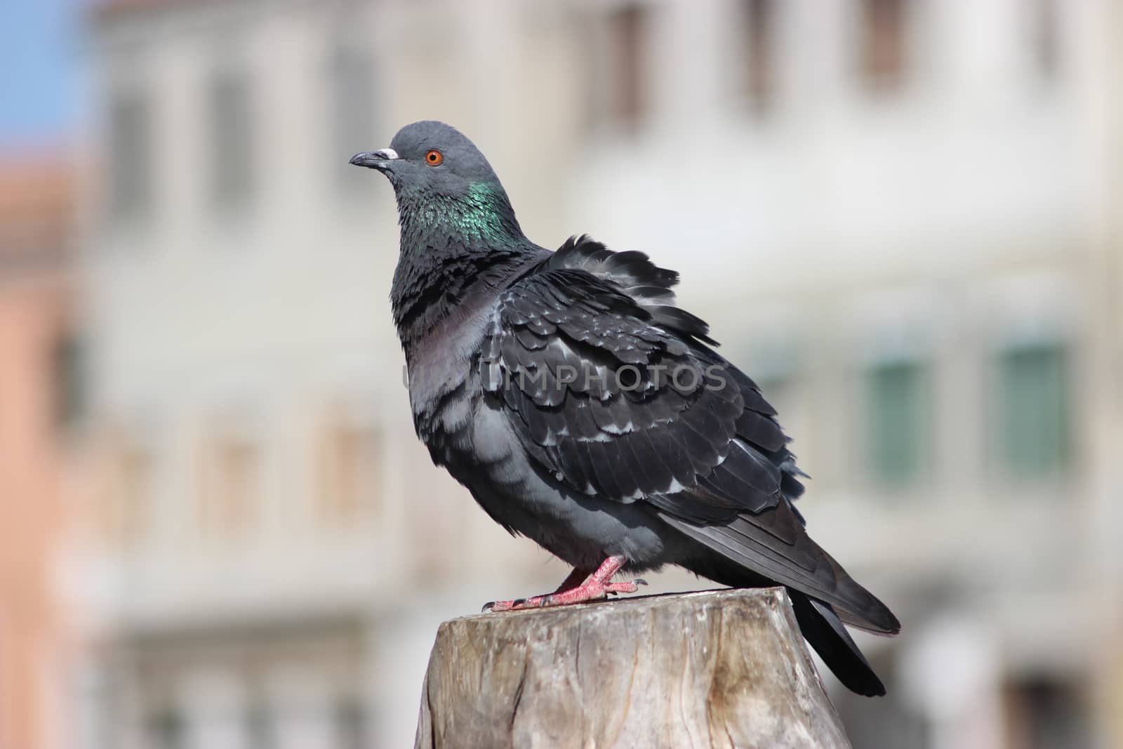 Close up of a wild pigeon in Venice, Italy