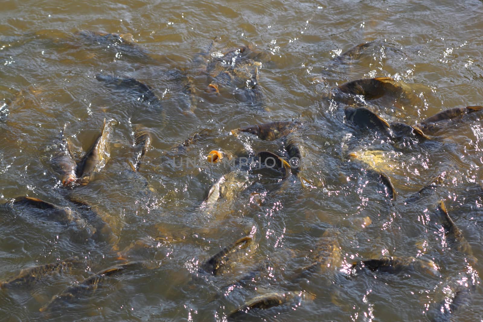 Common carps in a pond