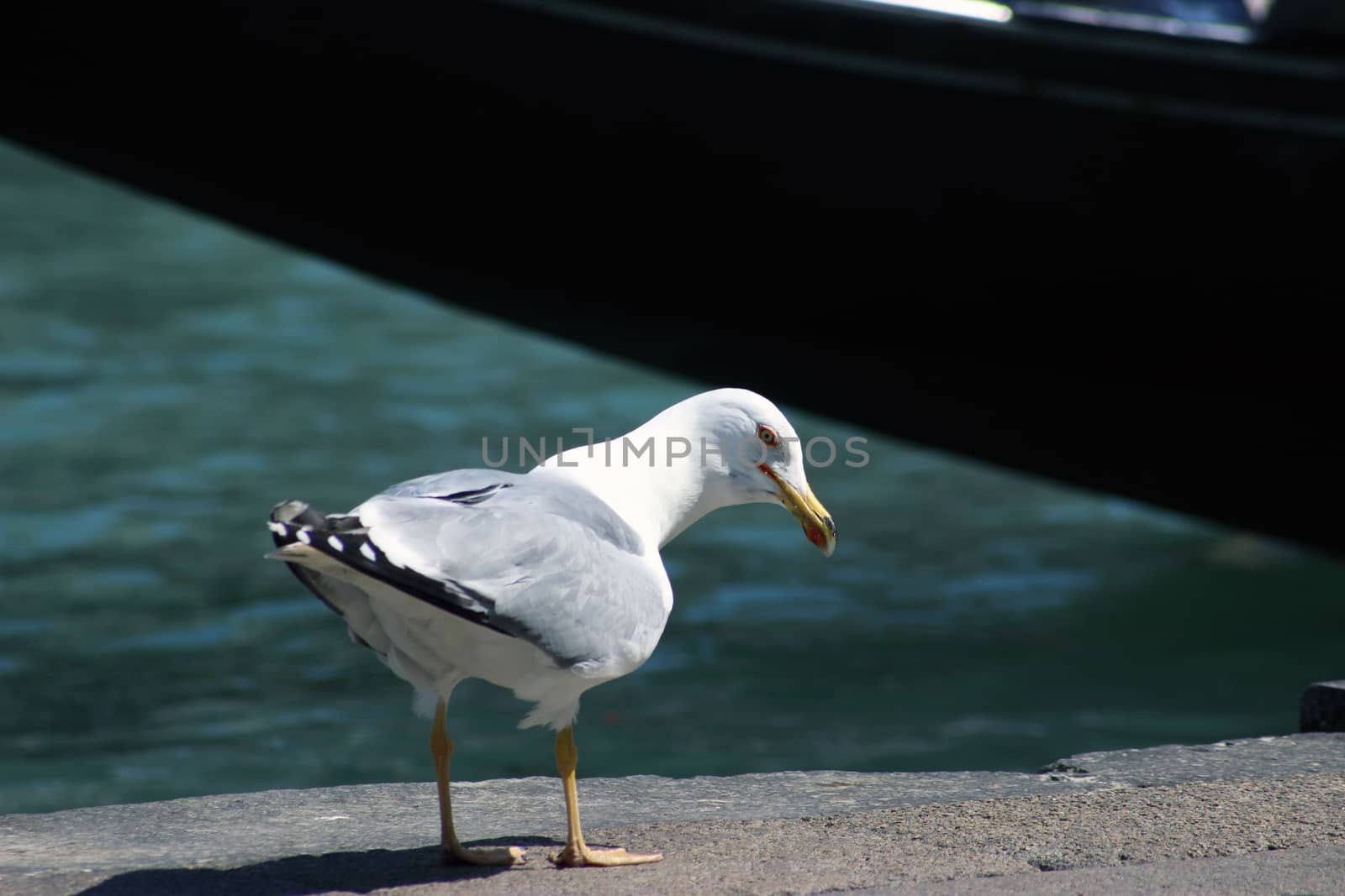 Close up of Seagull in Venice Italia