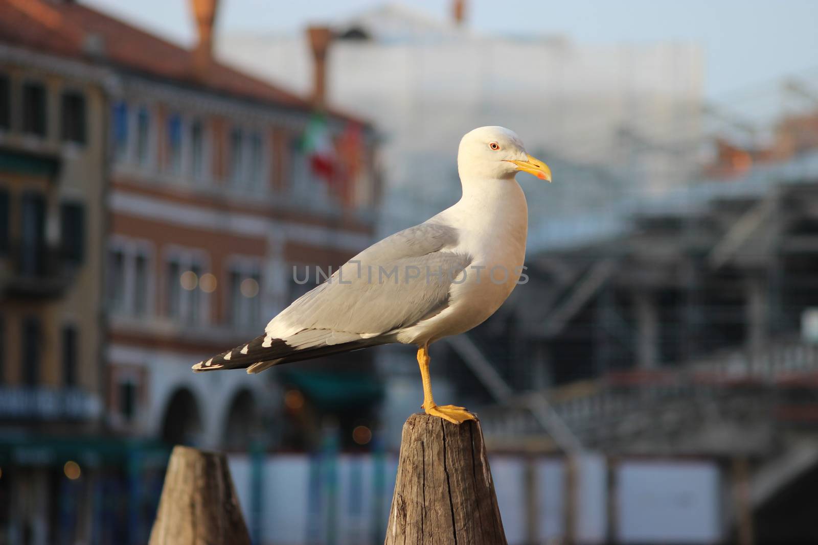 Seagull Standing On A Wooden Post In Venice, Italy