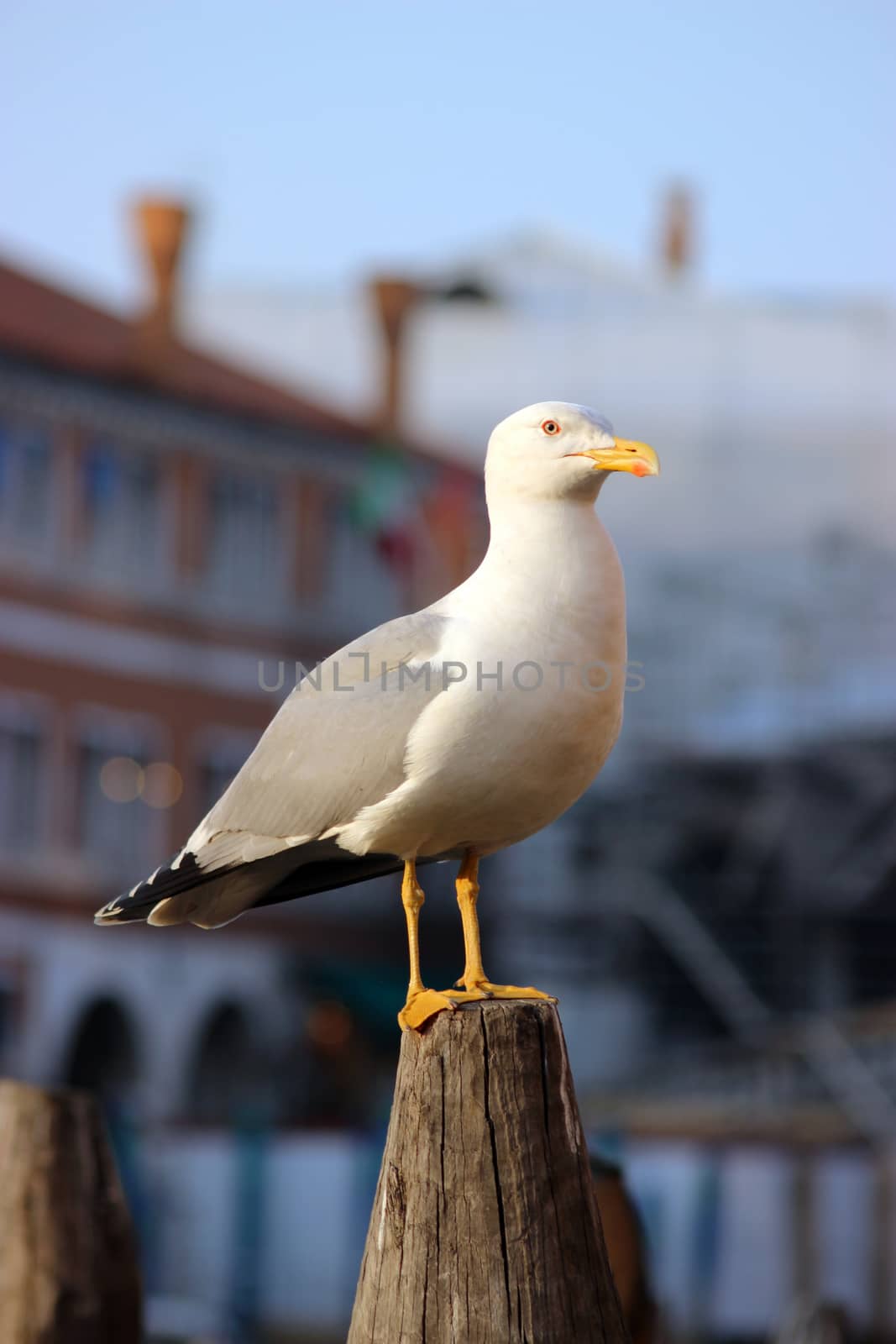 Seagull Standing On A Wooden Post In Venice, Italy