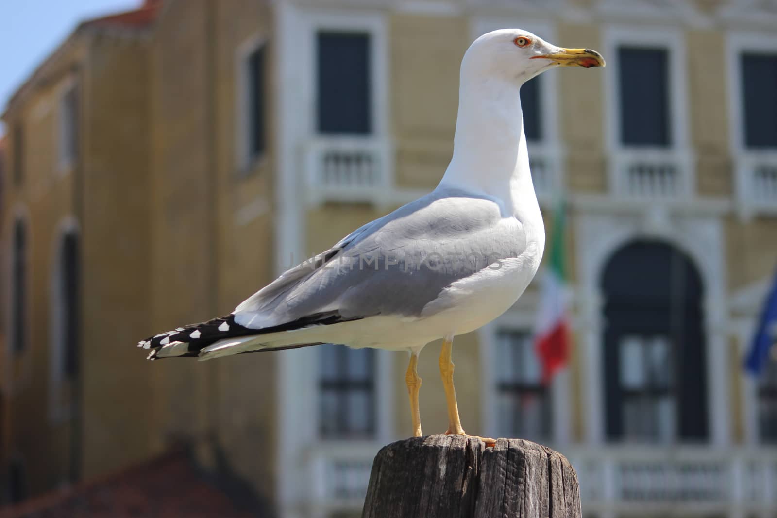 Close up of Seagull in Venice Italia