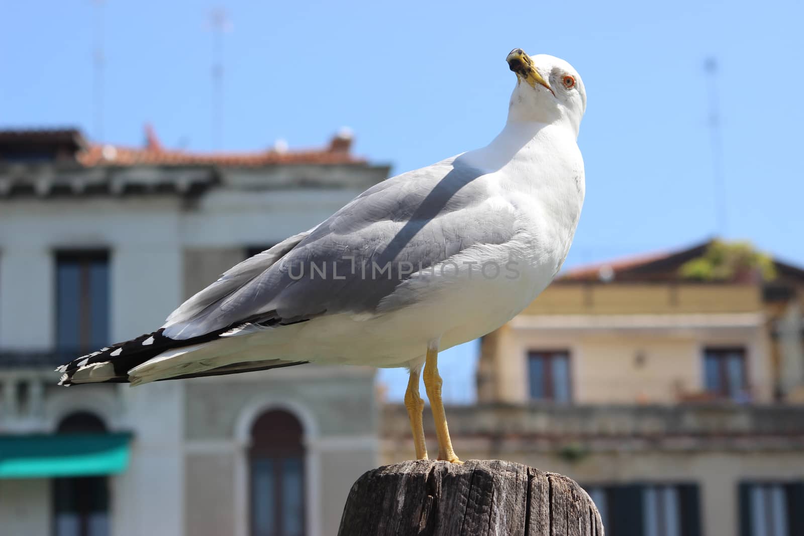 Close up of Seagull in Venice Italia