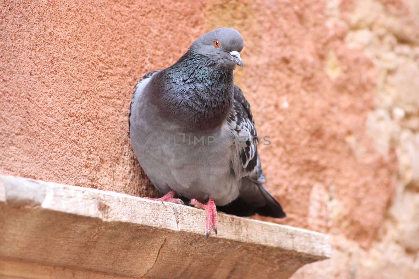Close up of a wild pigeon in Venice, Italy