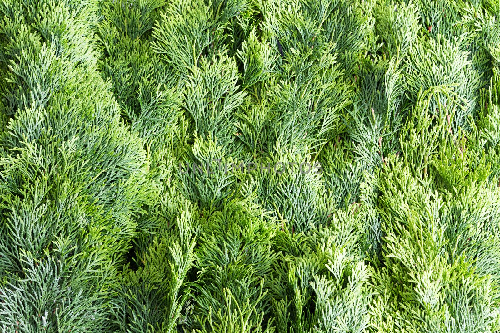 Arborvitae leaves background with a closely packed layer of evergreen fronds or foliage from the Thuja tree, a popular ornamental Arborvitae grown in many gardens
