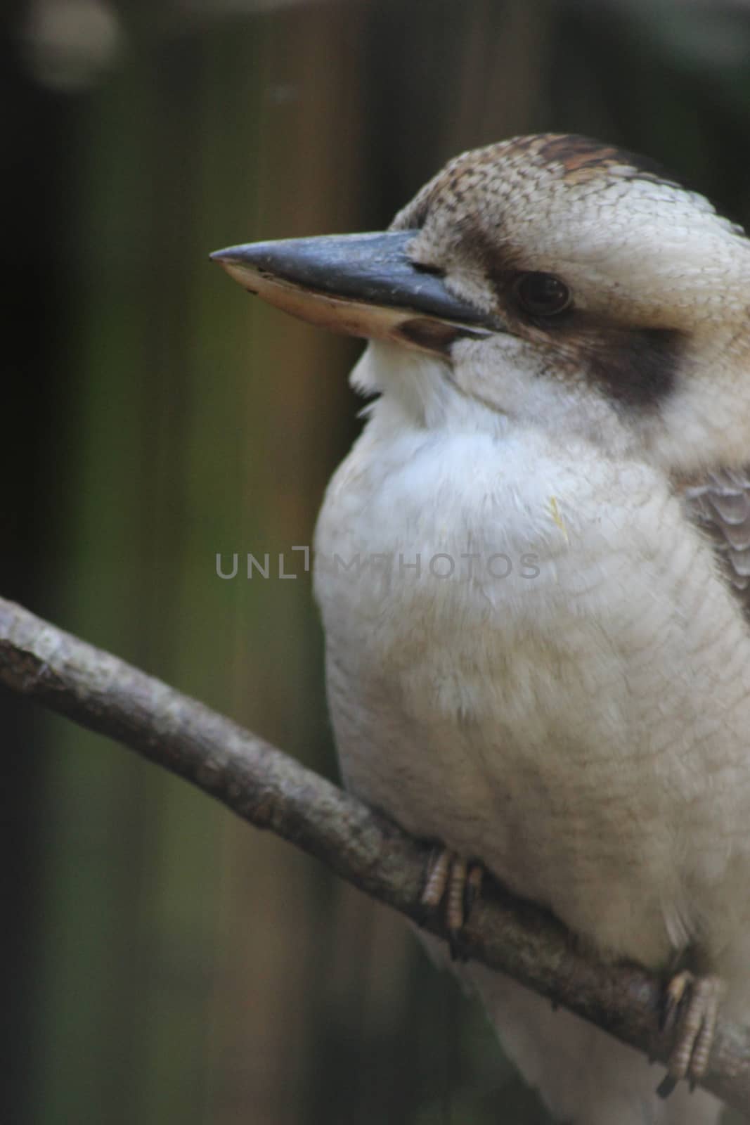 Laughing Kookaburra on a tree branch