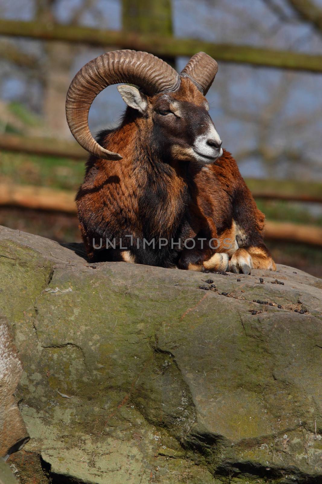 european mouflon on a rock