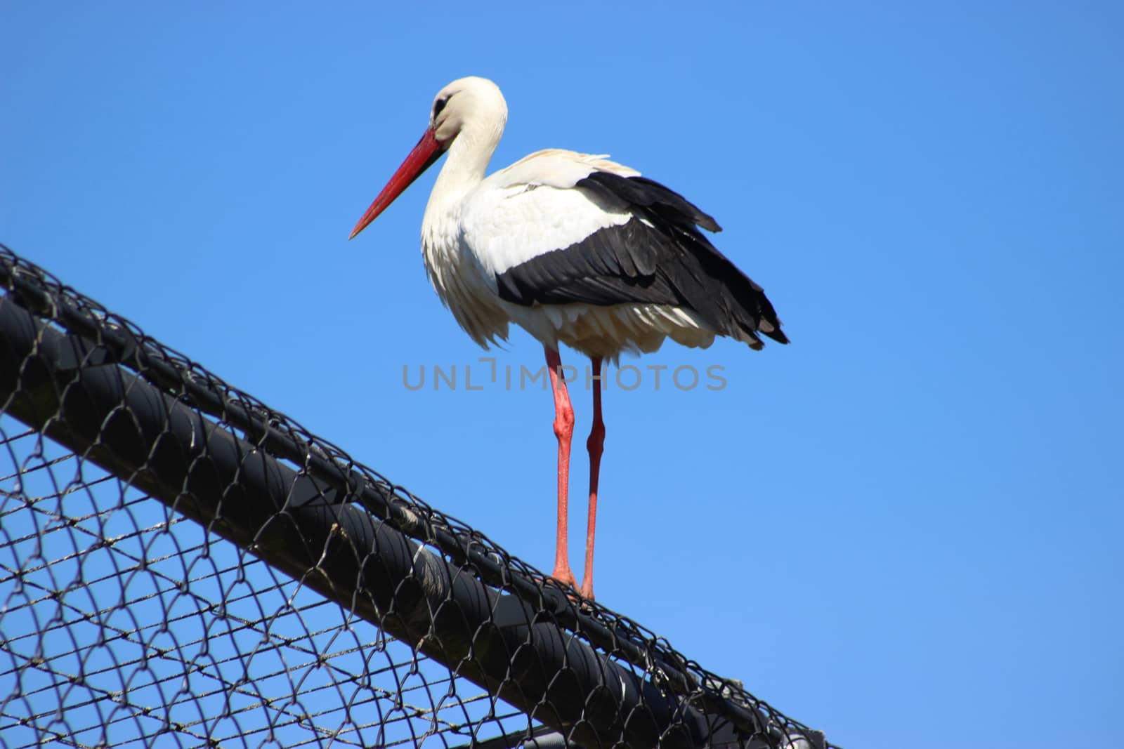 Stork (Ciconia ciconia) by bensib