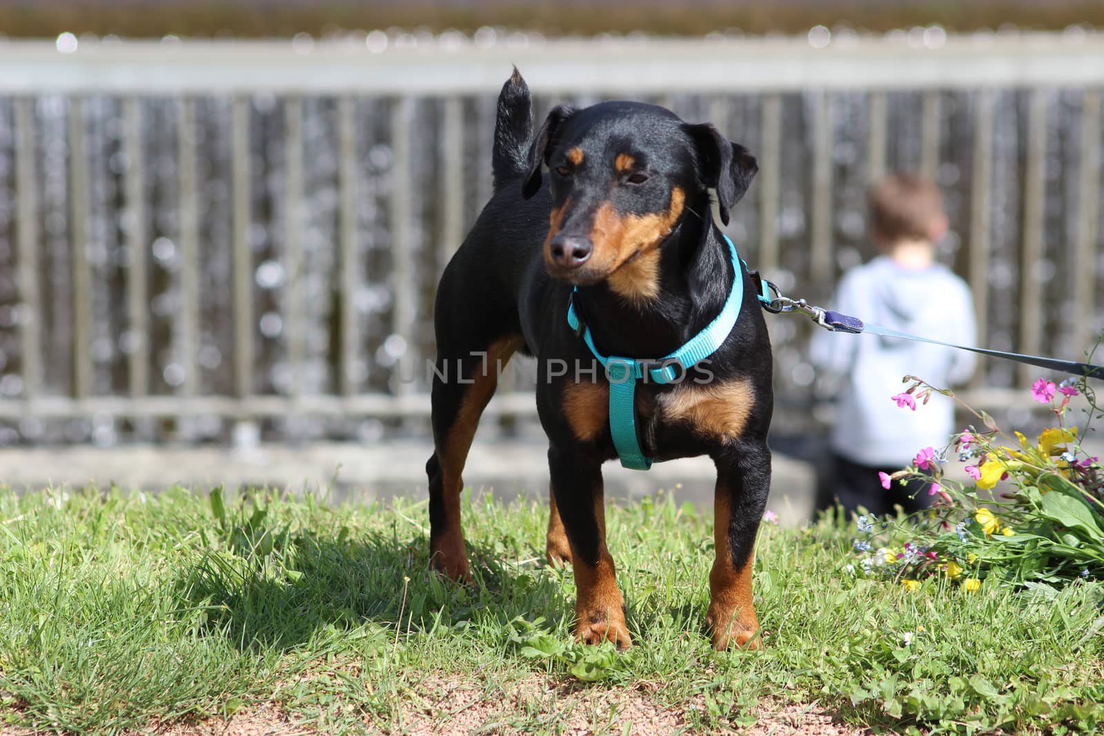 Small dog with leash and harness on a path by the water