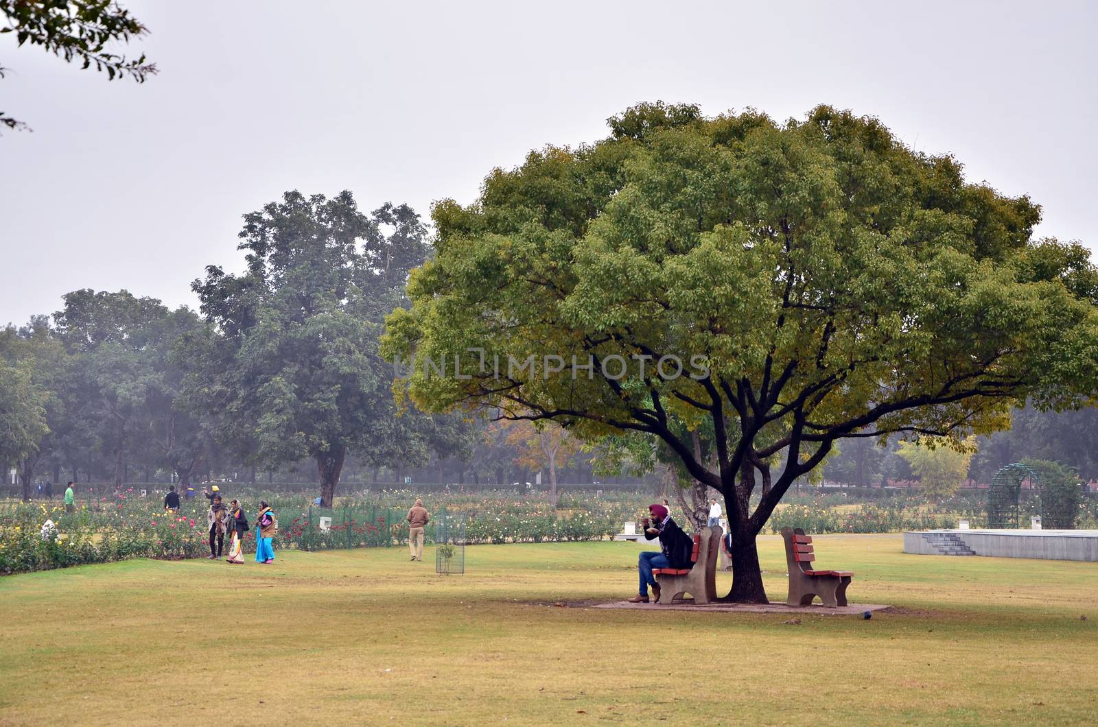 Chandigarh, India - January 4, 2015: Tourist visit Zakir Hussain Rose Garden on January 4, 2015 in Chandigarh, India. Zakir Hussain Rose Garden, is a botanical garden with 50,000 rose-bushes of 1600 different species.