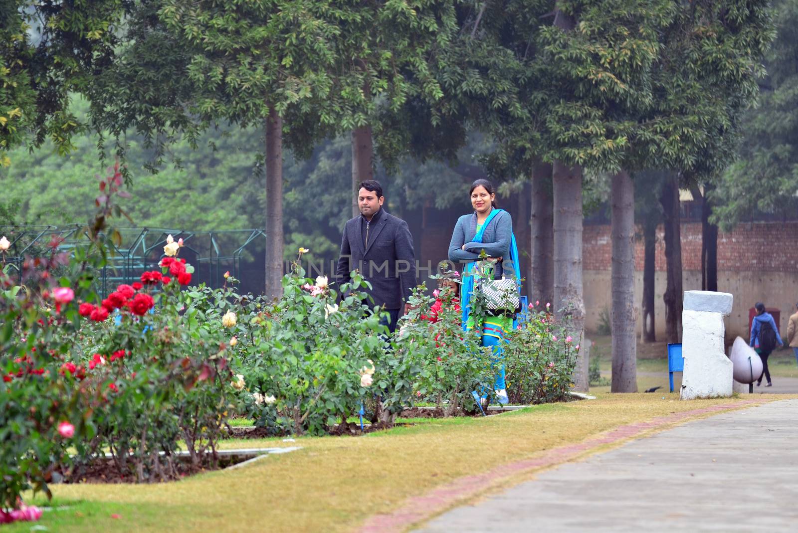 Chandigarh, India - January 4, 2015: Indian people visit Zakir Hussain Rose Garden on January 4, 2015 in Chandigarh, India. Zakir Hussain Rose Garden, is a botanical garden with 50,000 rose-bushes of 1600 different species.