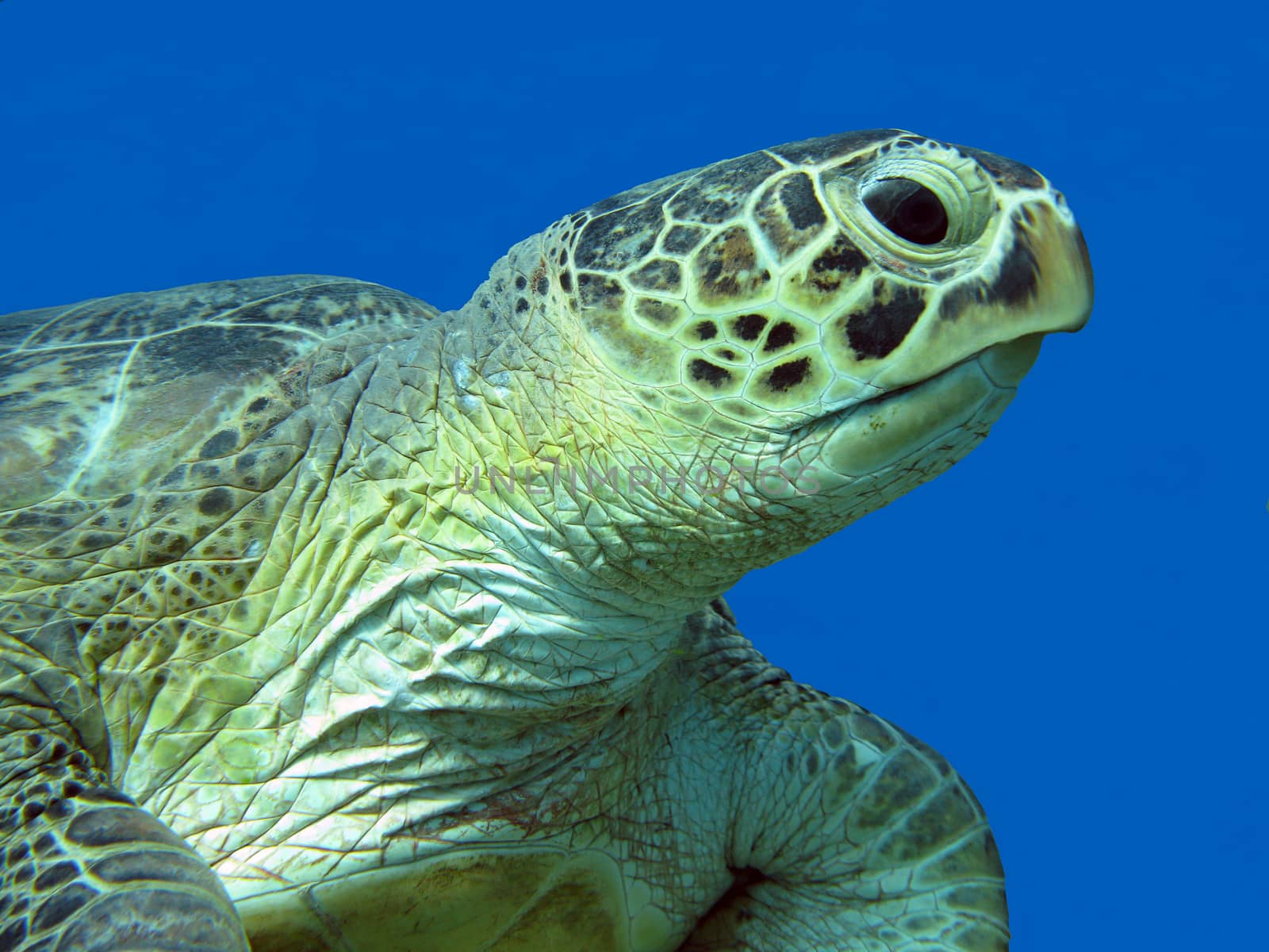 single great sea turtle at the bottom of tropical sea on a background of blue water, close up