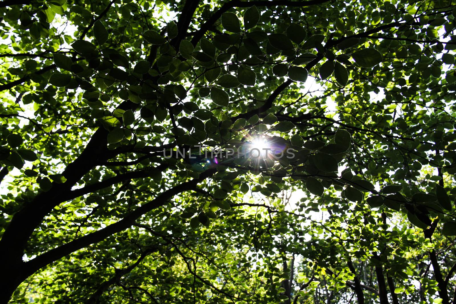 light filtering through the trees of a forest
