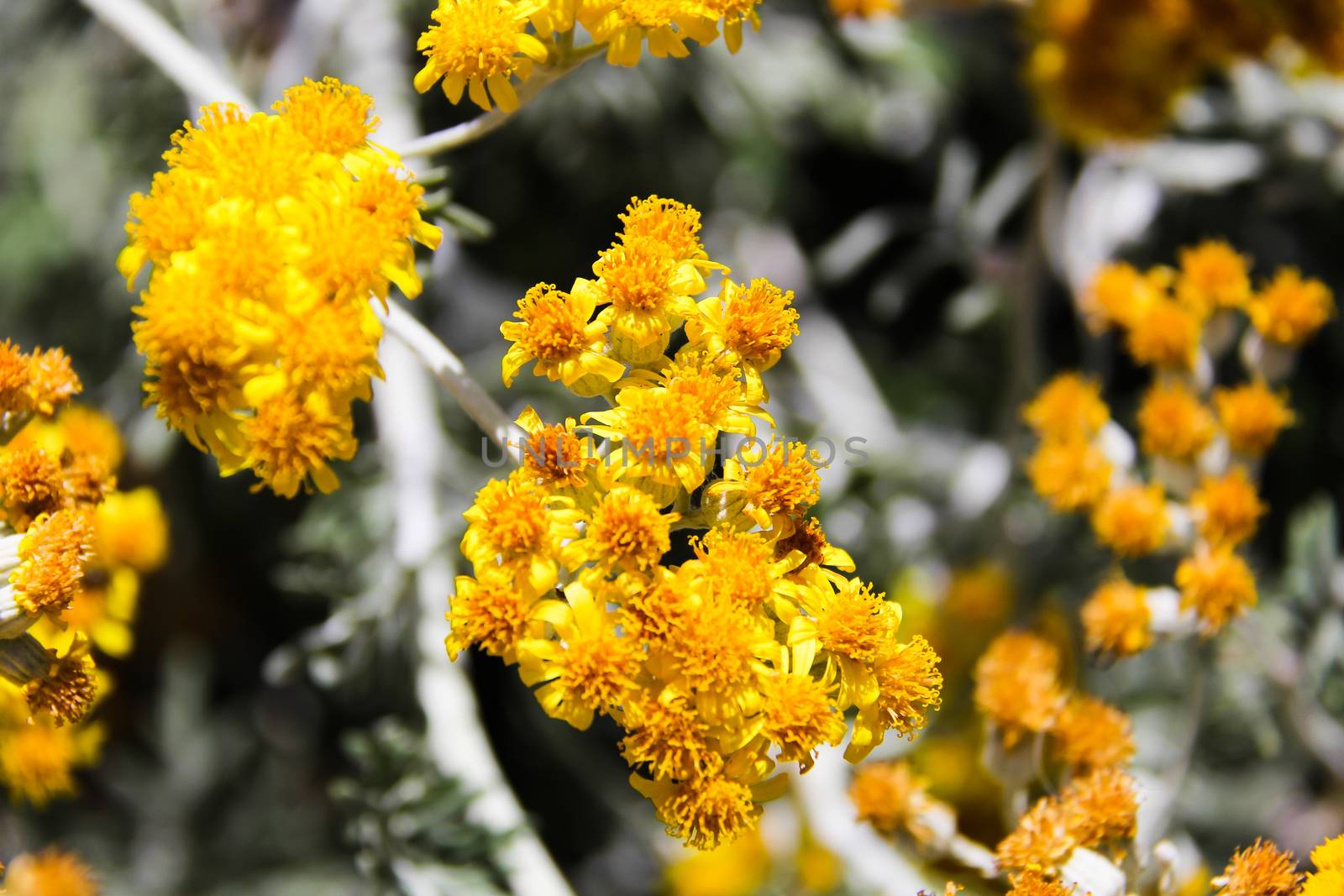 Yellow Flowers by batock
