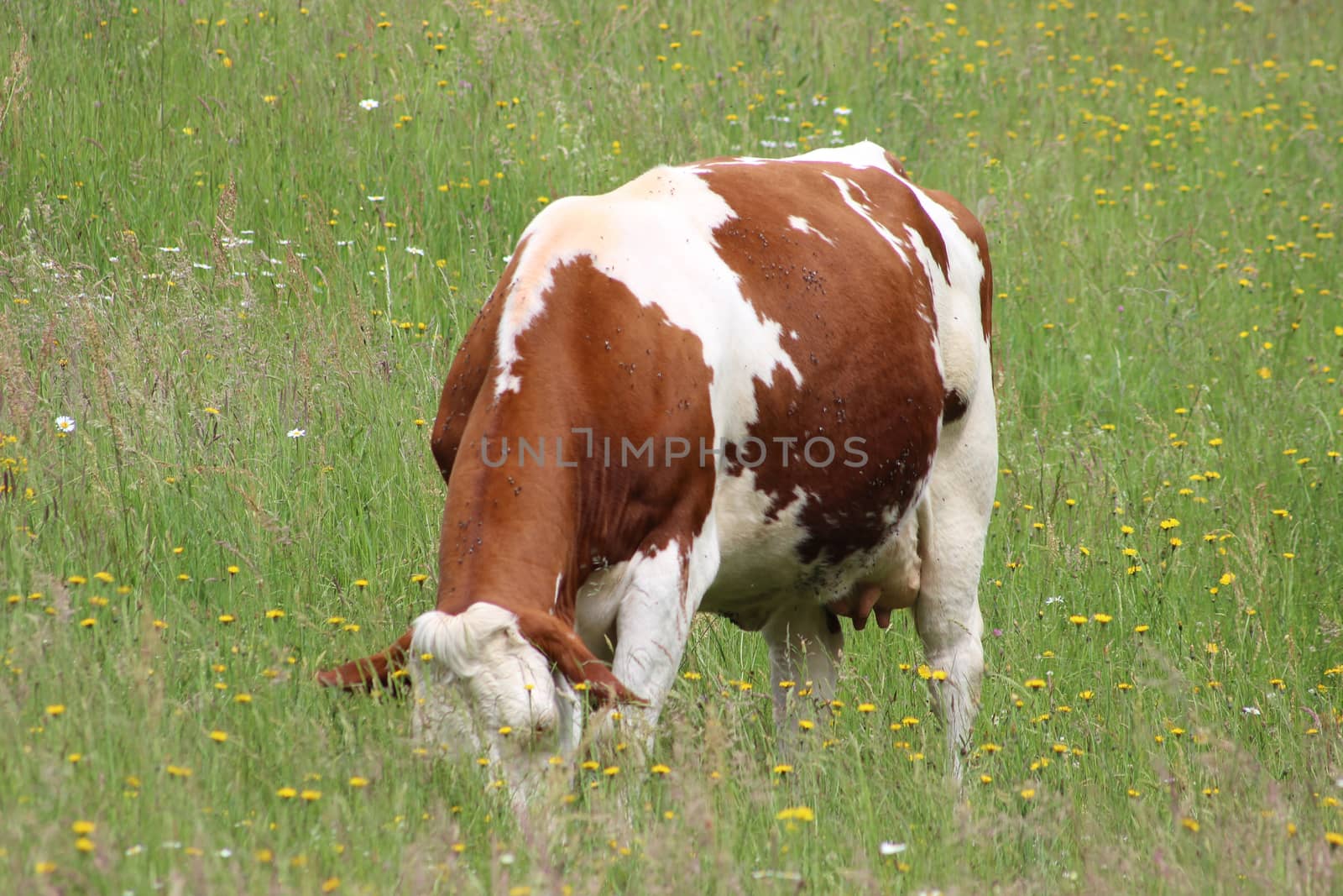 Cow on a spring pasture by bensib