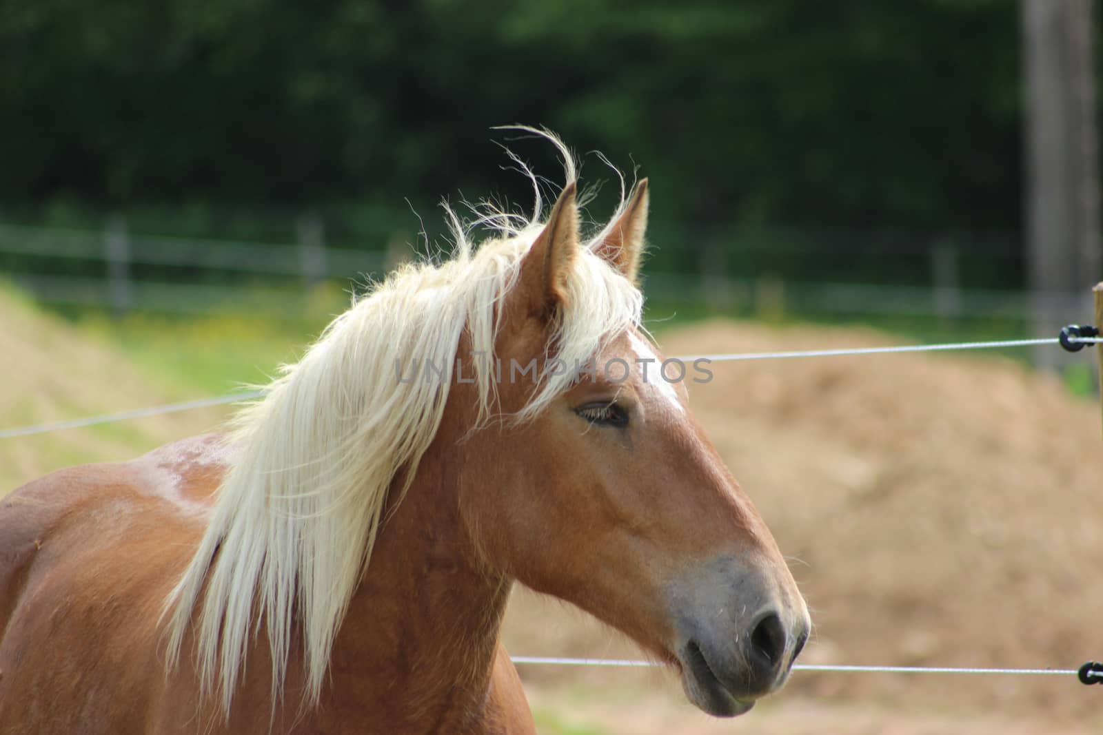 A Haflinger horse in the meadow