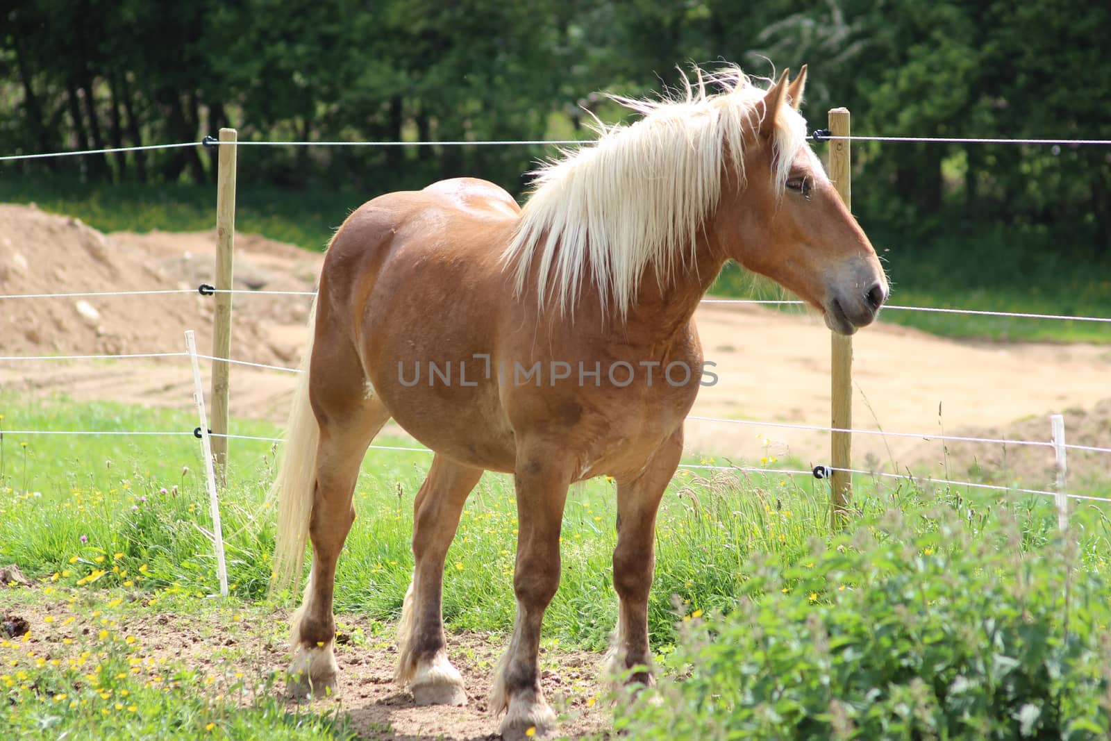 		Horse, Blond Haflinger On A Meadow 
