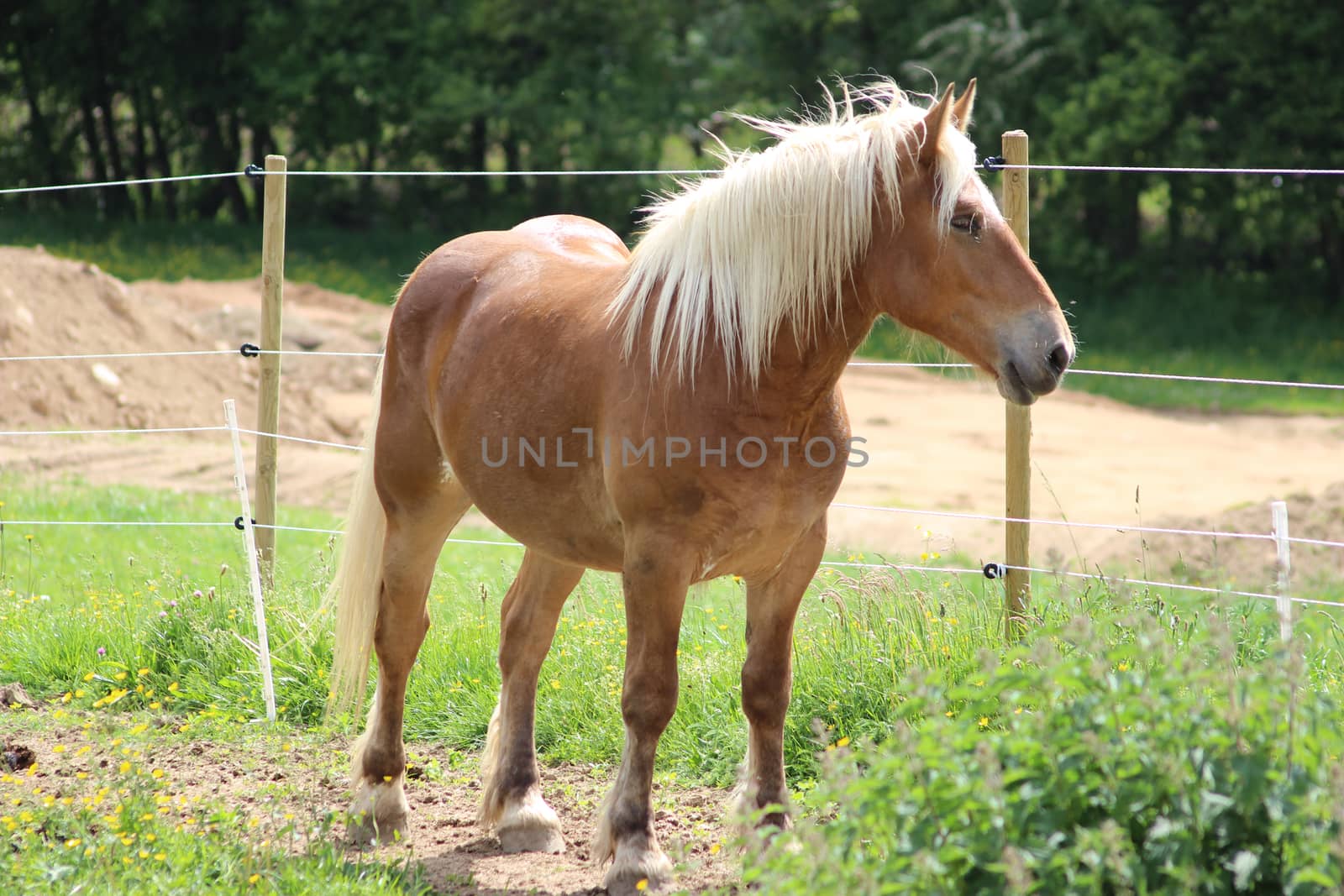 Haflinger horse in a meadow by bensib