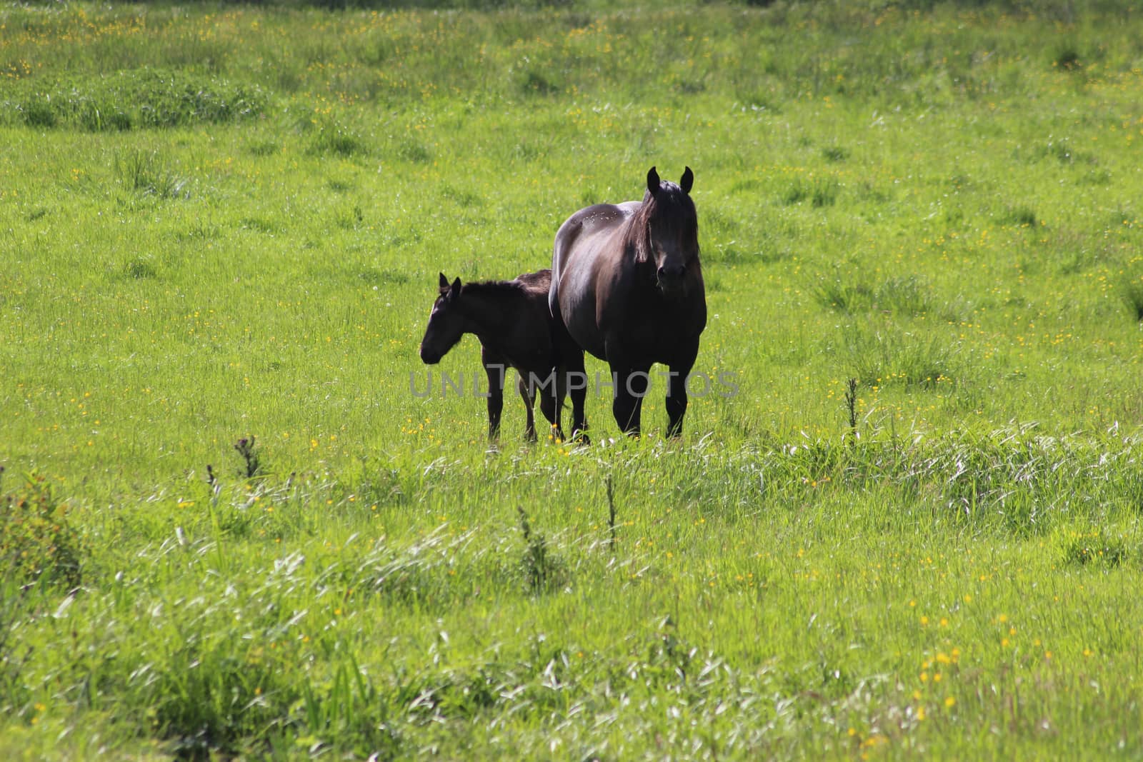 Spanish black mare with her foal by bensib