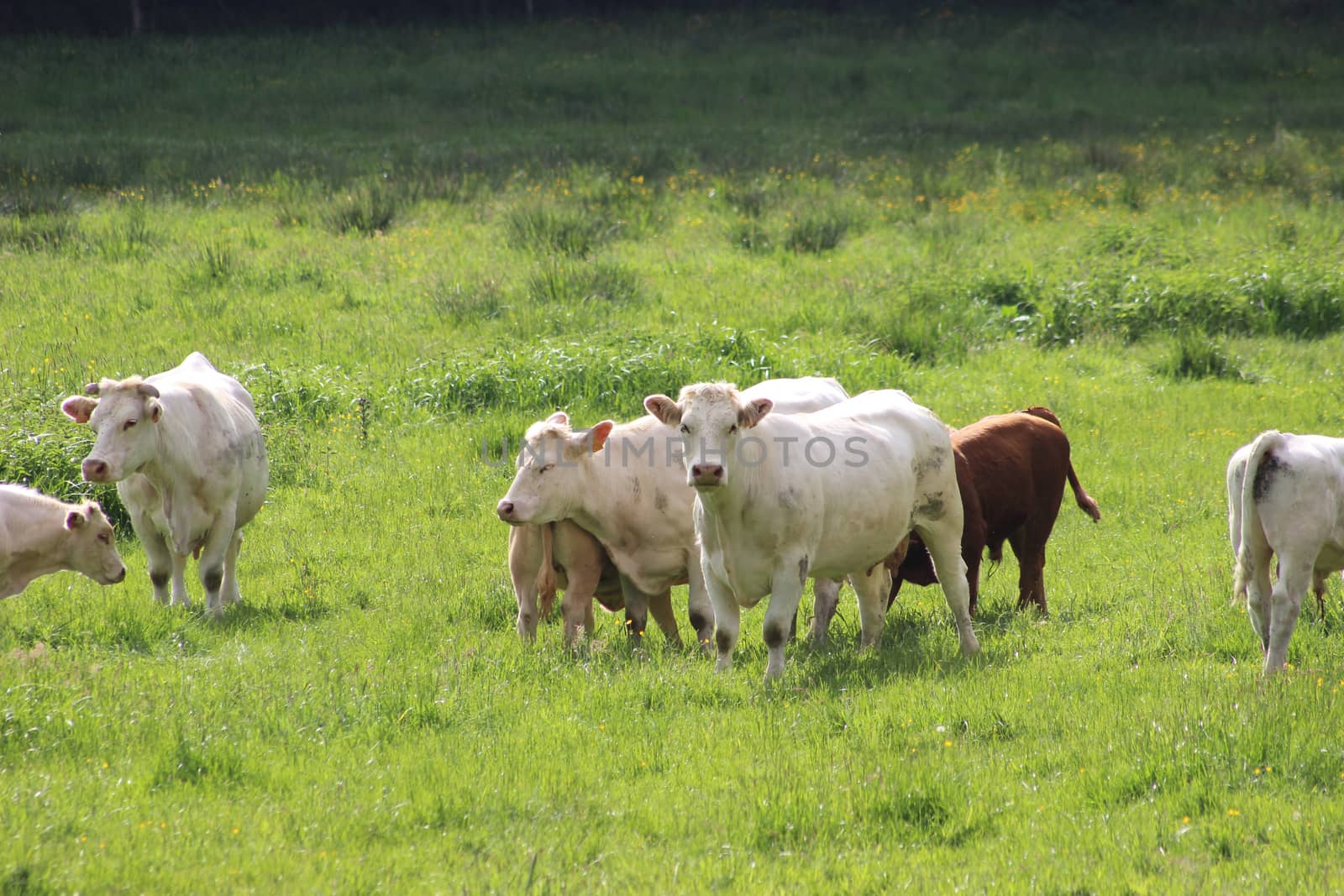 Group Of Cows On Green Meadow by bensib