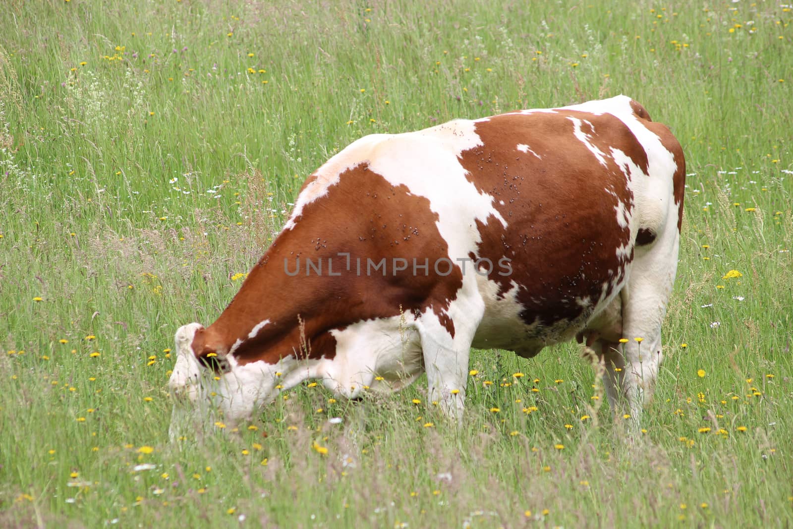 Cow in a field - Thizy les Bourgs France