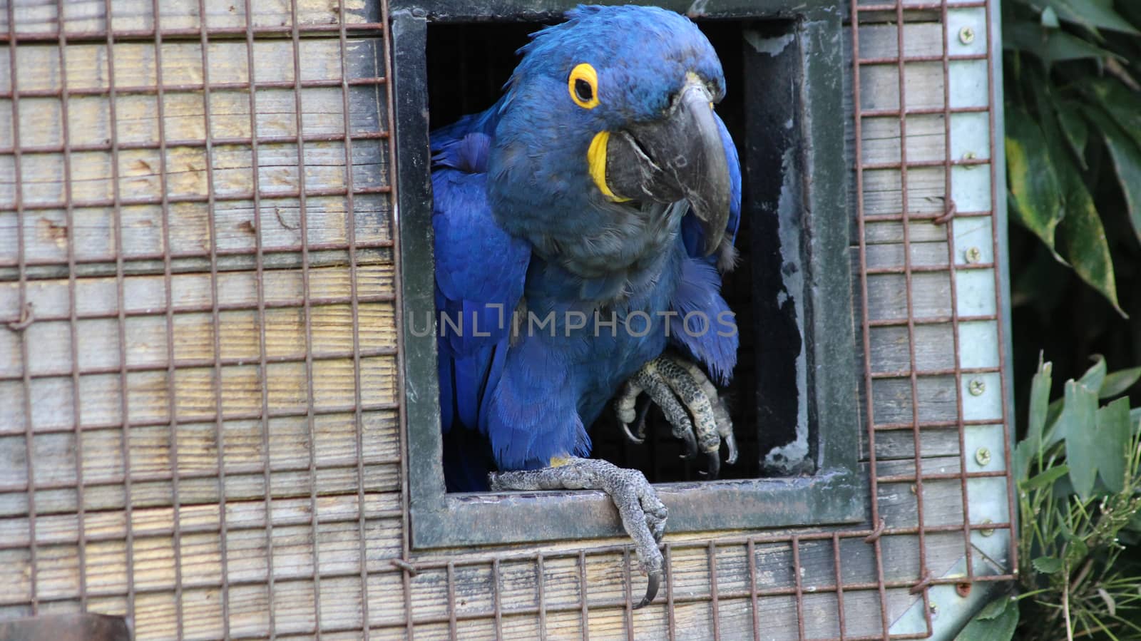 Hyacinth macaw (Anodorhynchus hyacinthinus) is a parrot native to central and eastern South America