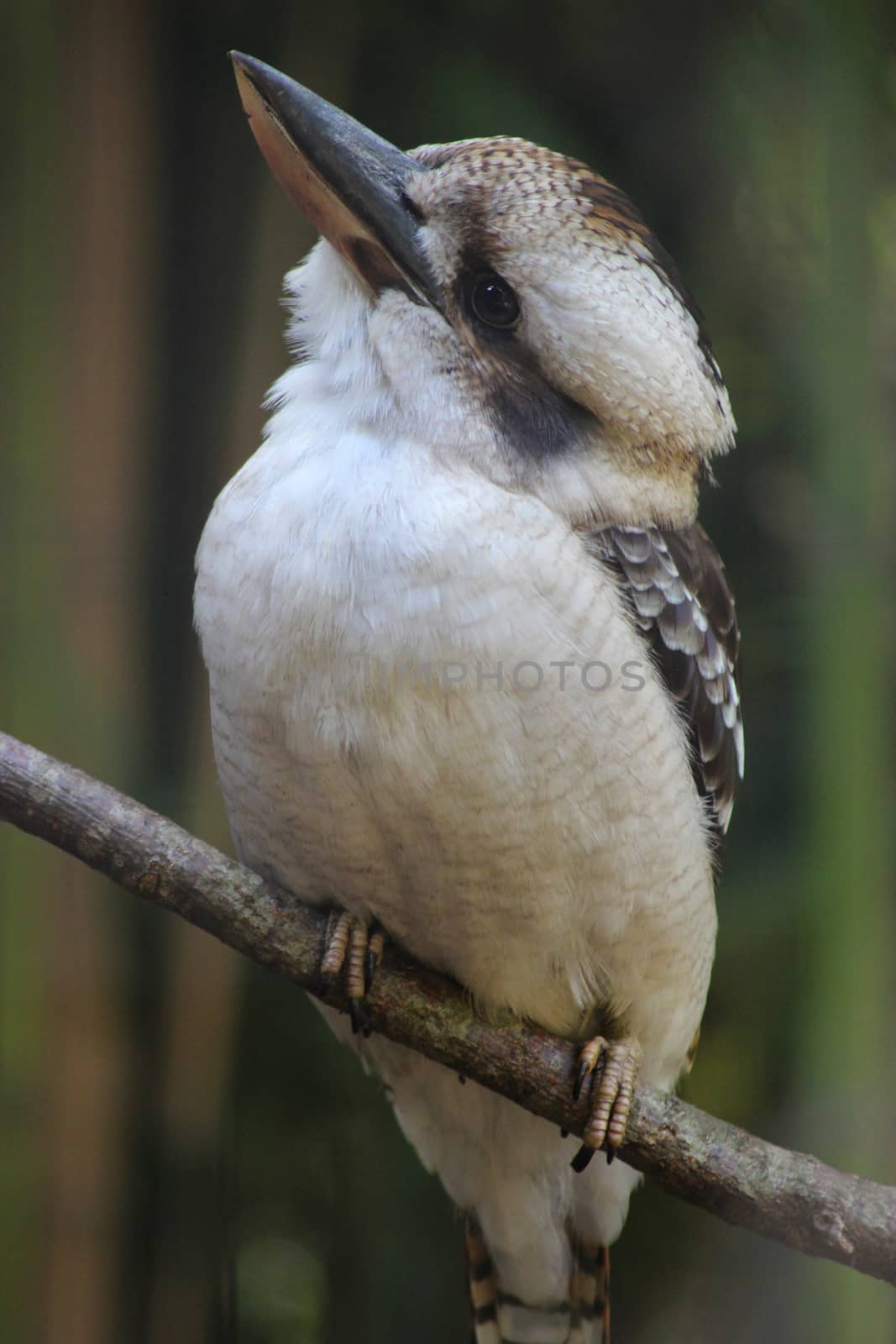 The laughing kookaburra (Dacelo novaeguineae) by bensib