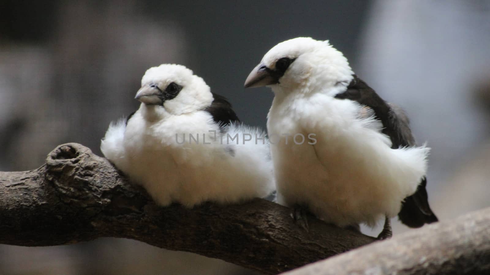 White-headed Buffalo Weaver couple