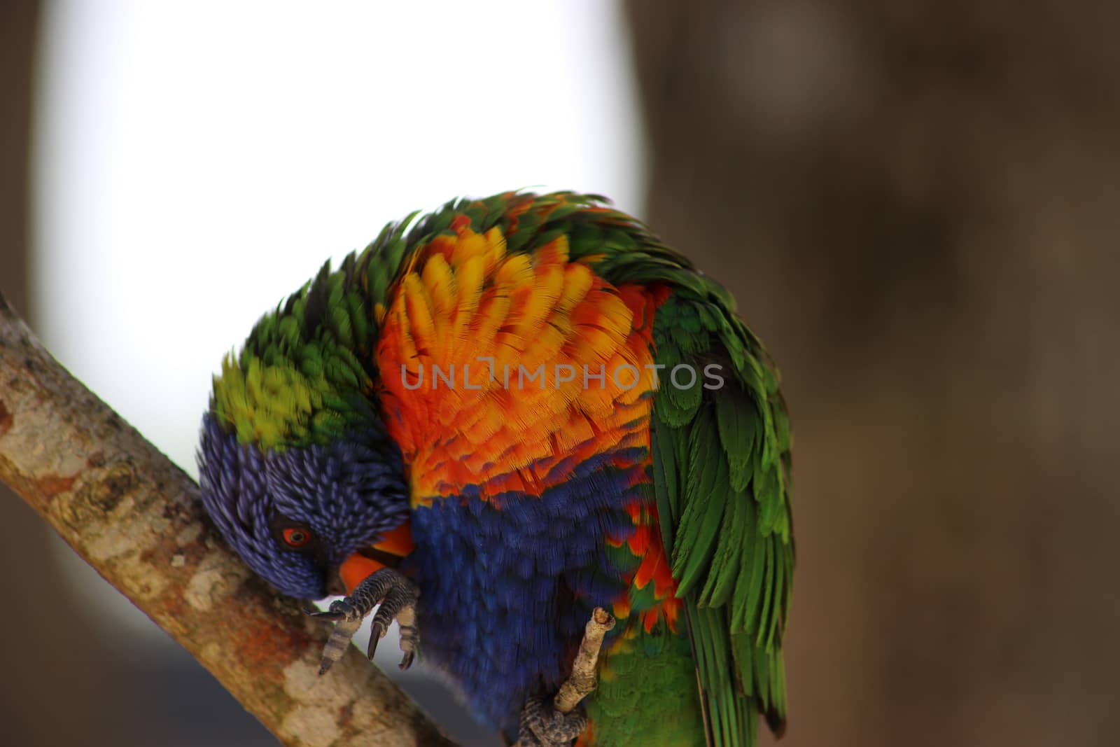 Rainbow Lorikeet (Trichoglossus moluccanus)  by bensib