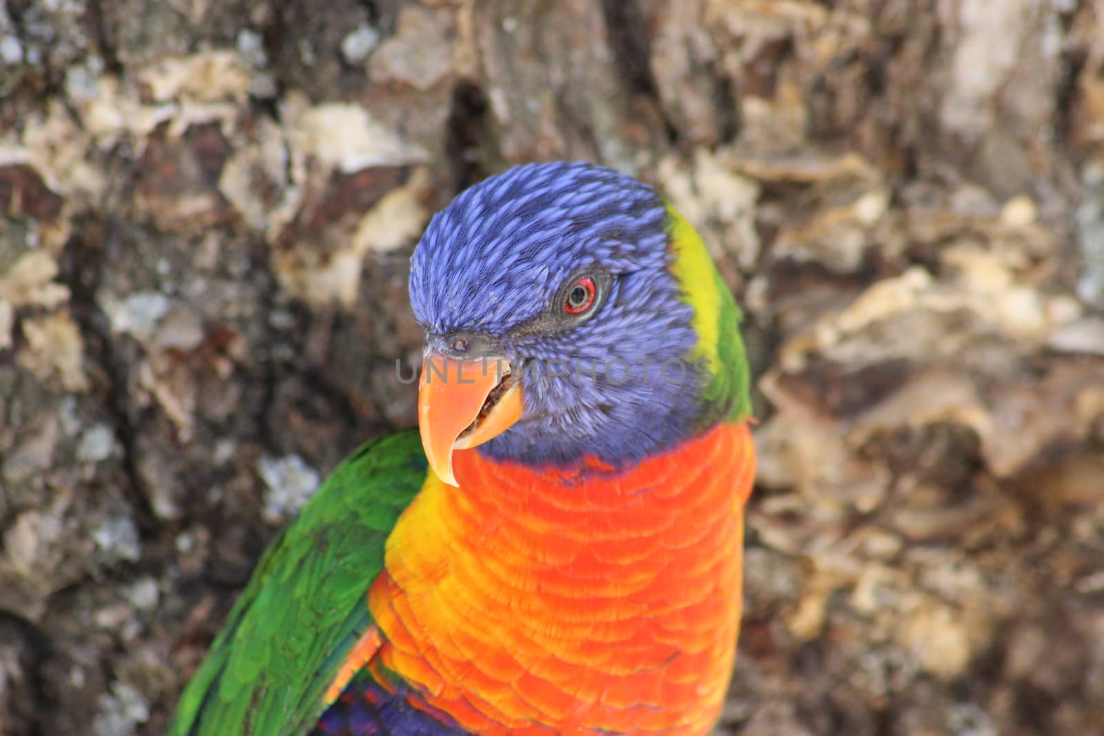 Close up of Rainbow Lorikeet by bensib