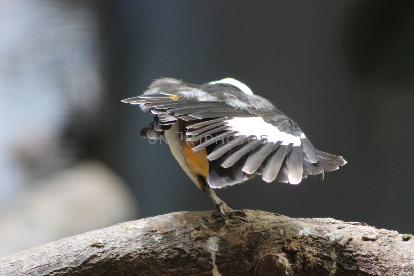 white-faced buffalo-weaver (Dinemellia dinemelli)