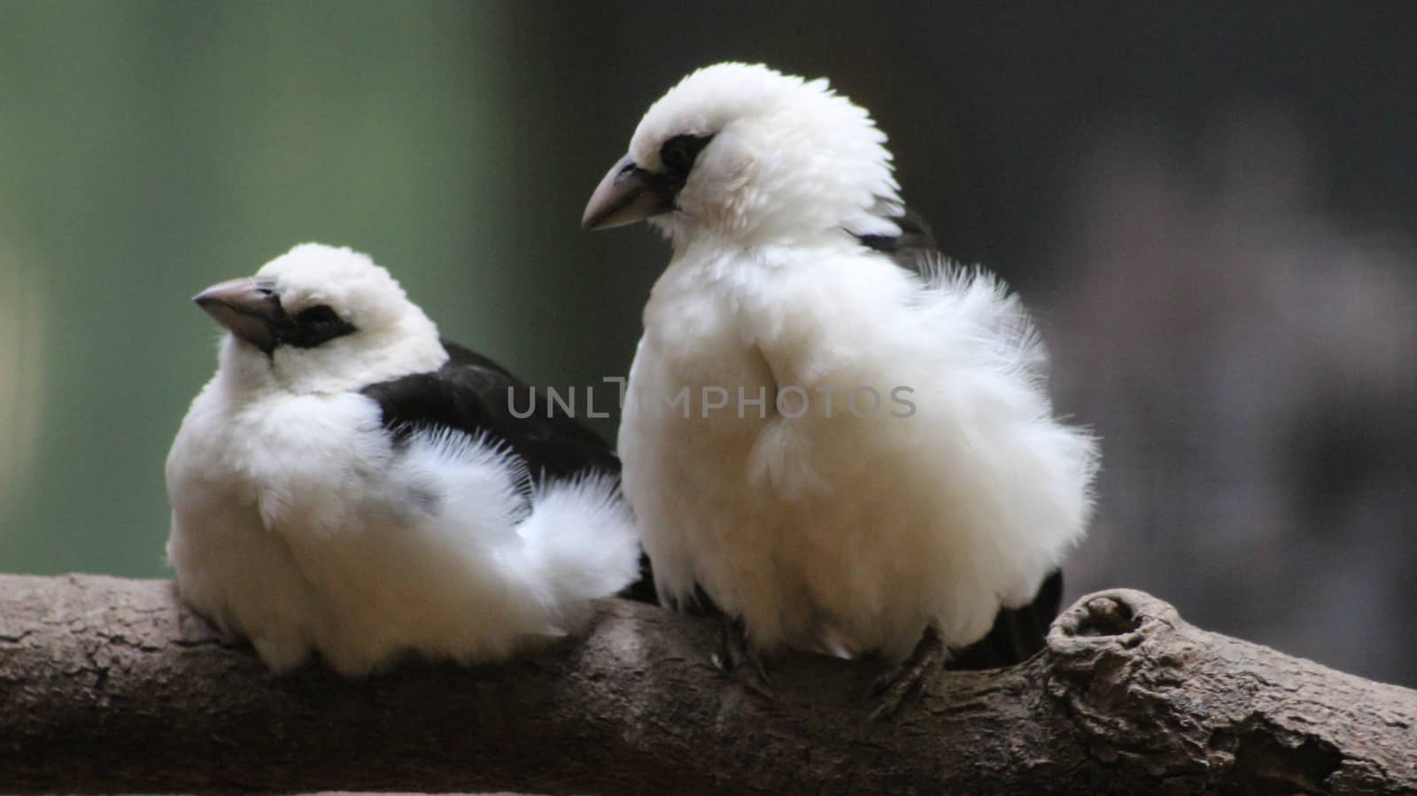 Lovely Birds Couple -white-faced buffalo-weaver (Dinemellia dinemelli)