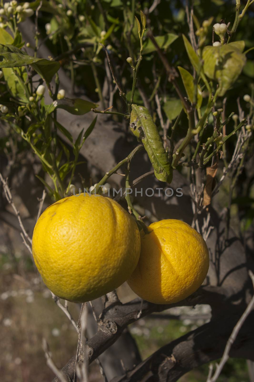 immature lemons grows on lemon tree