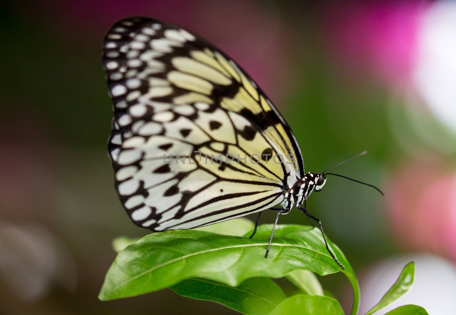 Tree Nymph or Paper Kite Butterfly on a green leaf