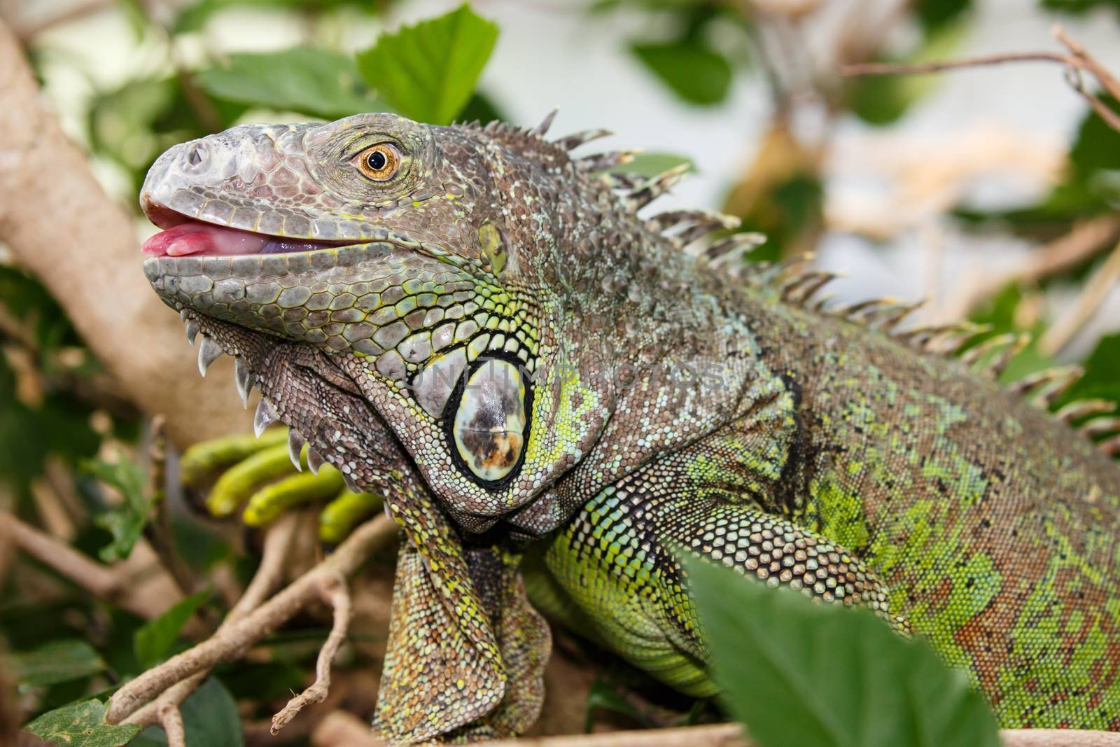 Green Iguana reptile with delicately detailed skin with tongue showing