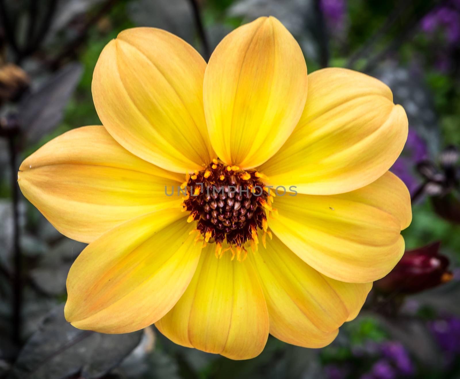 A Yellow flower macro closeup with dark center