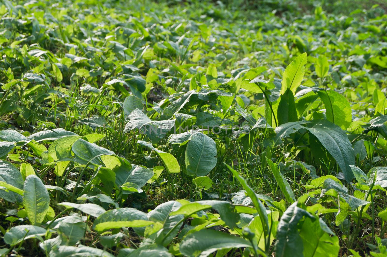 Meadow dock (Rumex obtusifolius) suitable for healing as well.