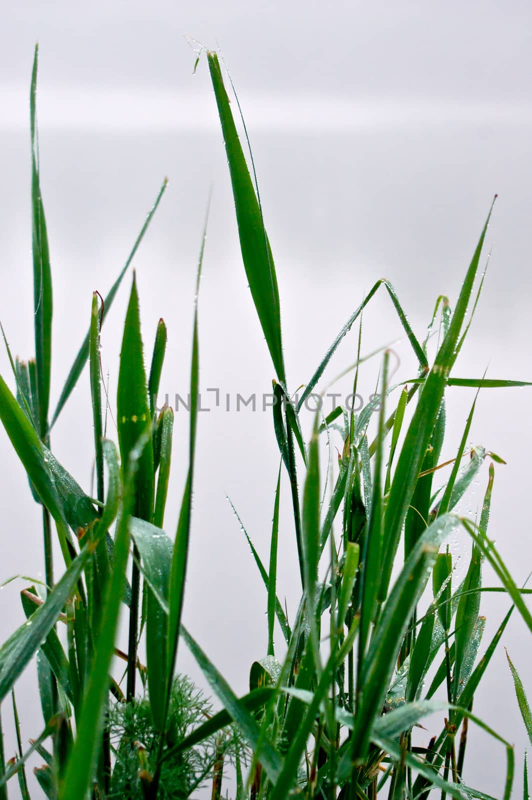 Water common reed (Phragmites australis) on the waterfront ..