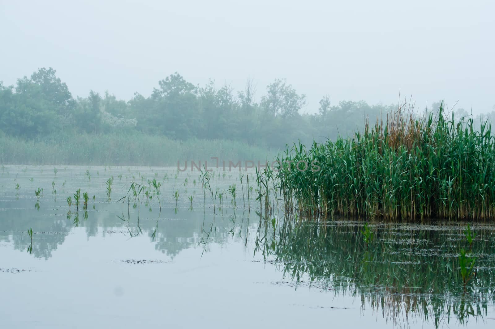 Water common reed (Phragmites australis) on the waterfront ..