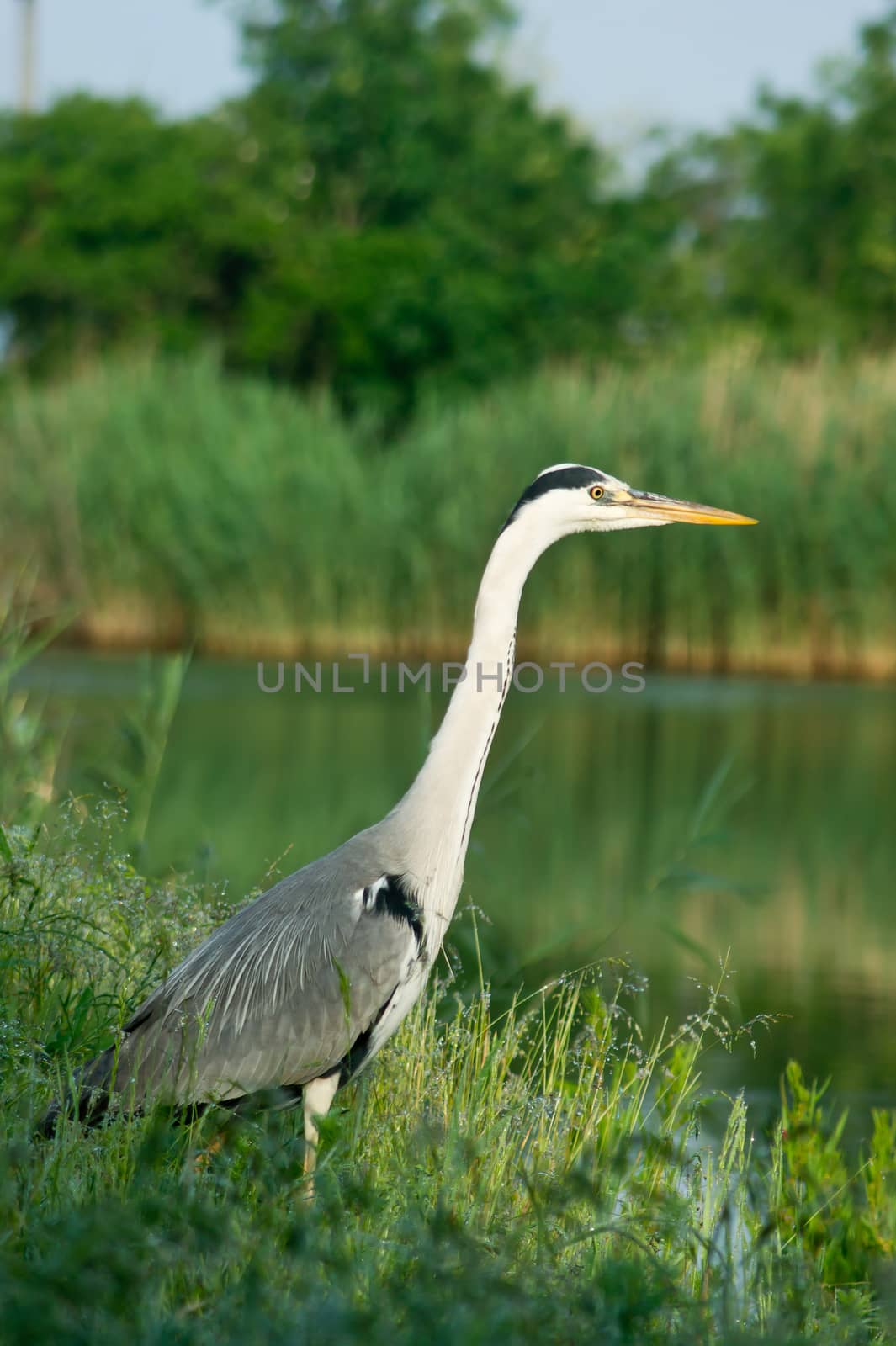 Blue heron  (Ardea cinerea) in the reeds.