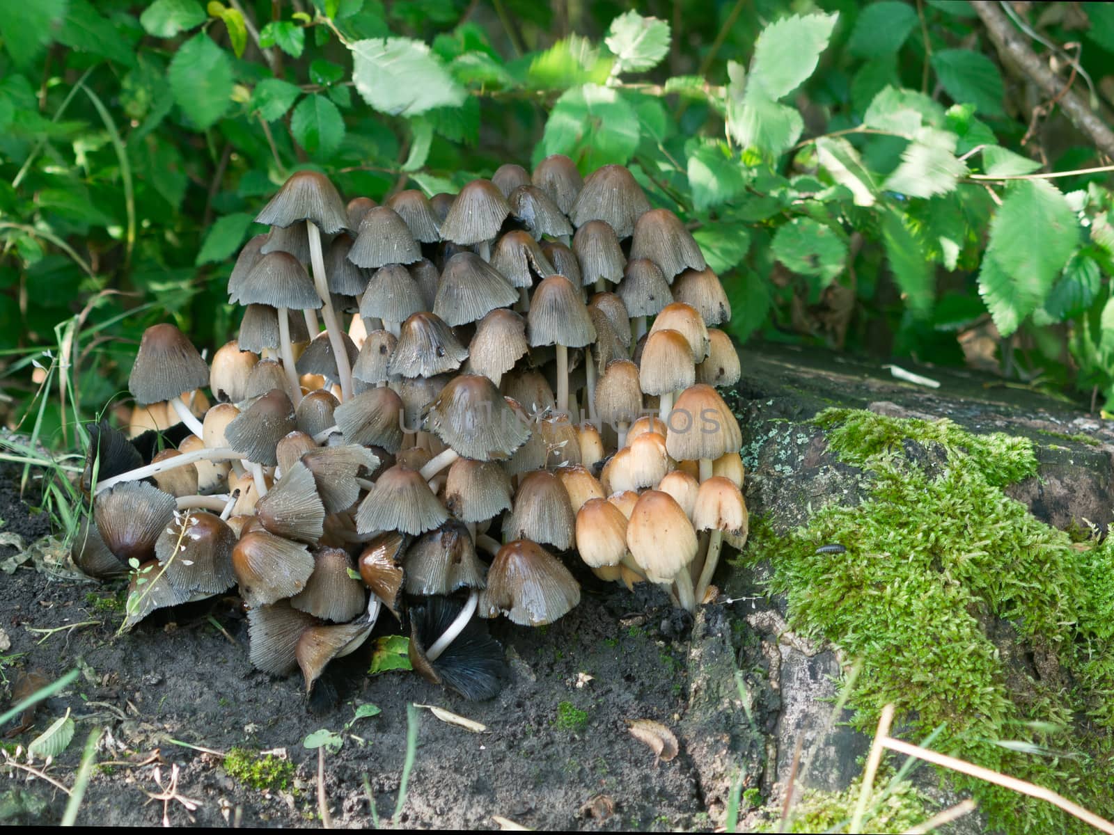 Garden Ink mushrooms (Coprinus micaceus) grows in colonies.