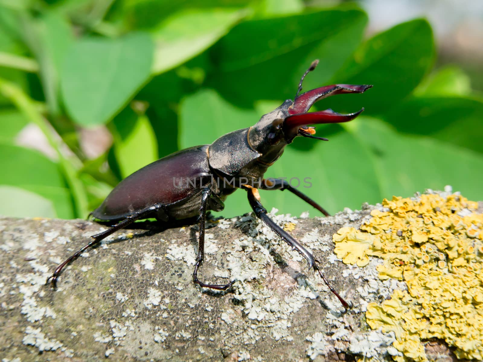 Stag beetle (Lucanus Cervus) in the oak forests of insects.