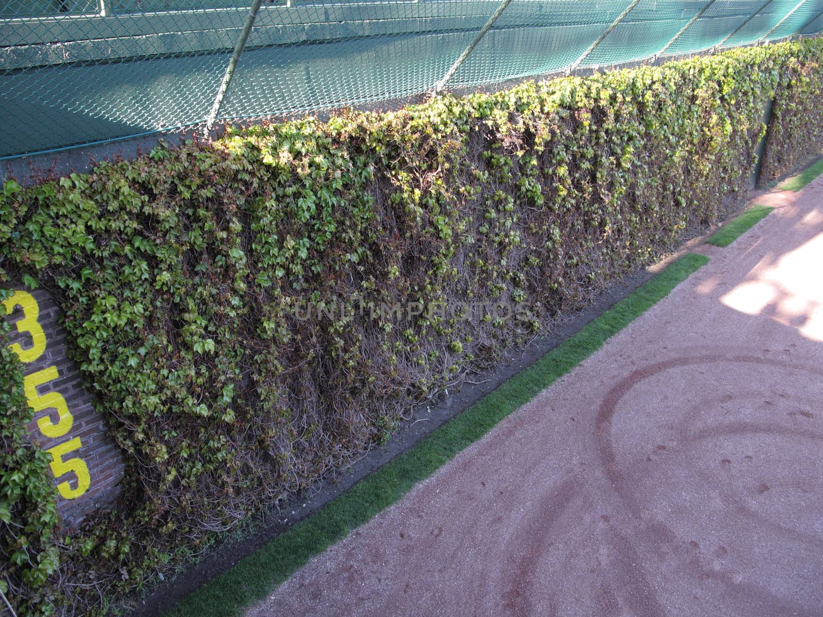 Famous ivy covered outfield wall at Wrigley Field, home of the Chicago Cubs.