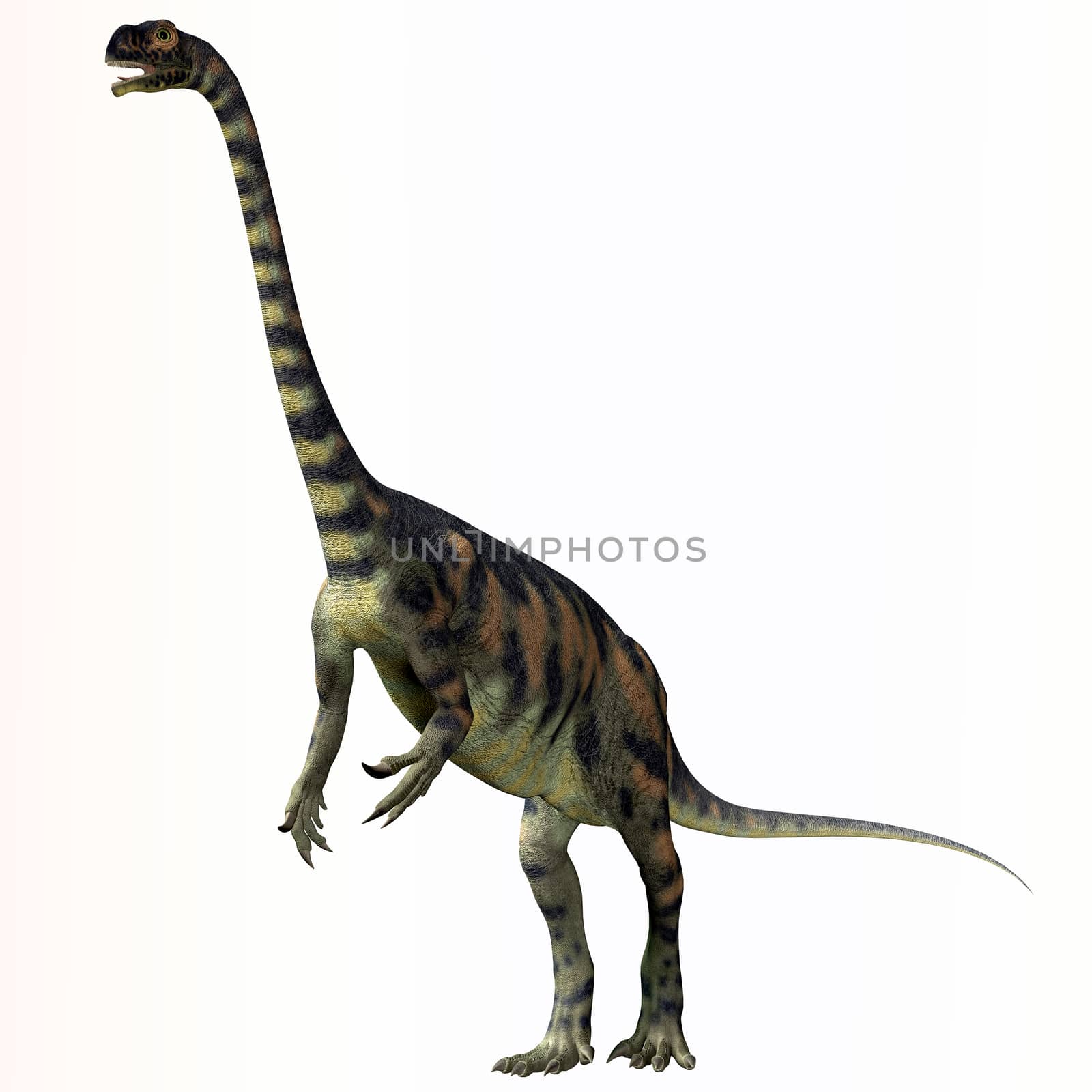 Massospondylus was a herbivorous prosauropod dinosaur that lived during the Jurassic Period of South Africa.