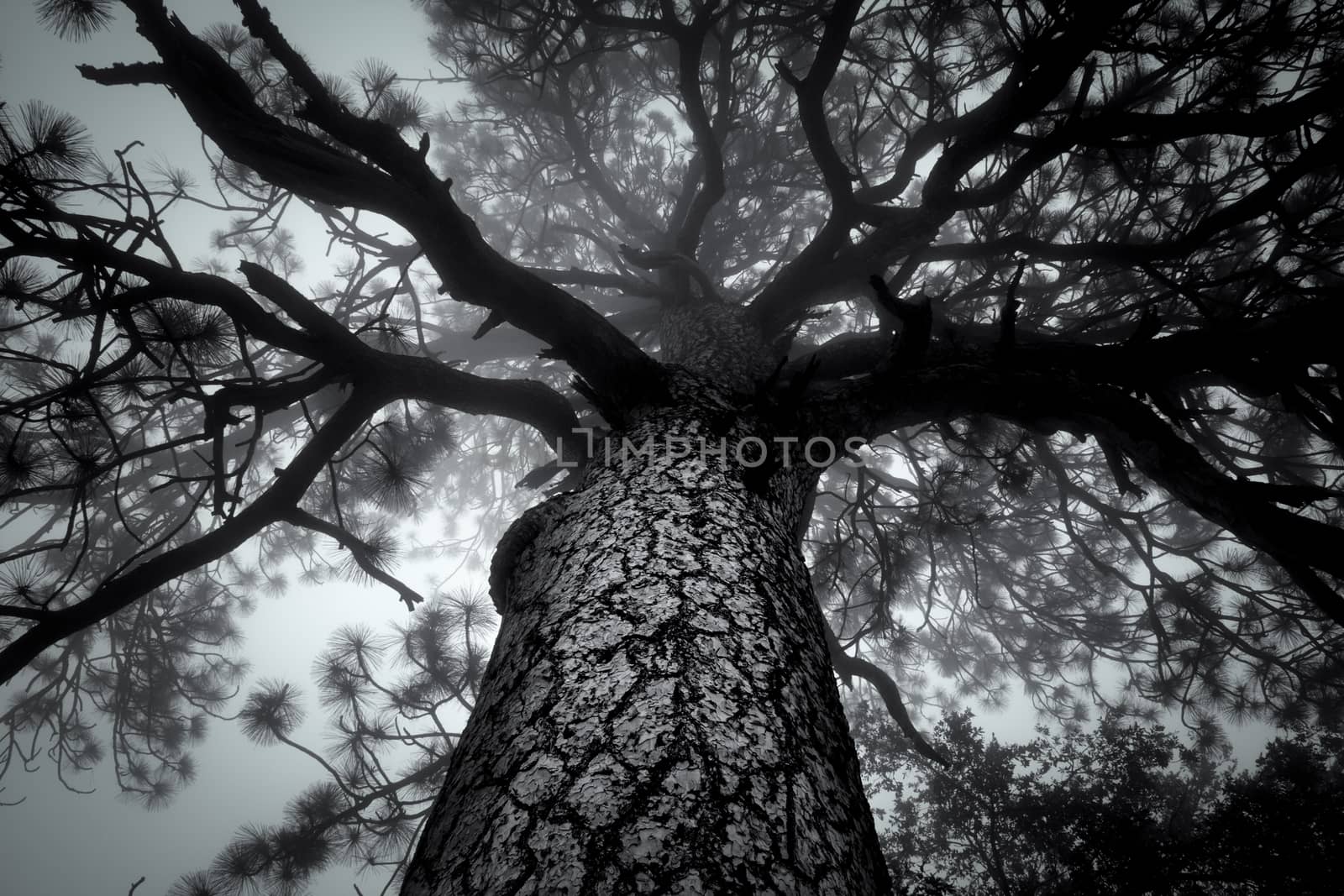 Foggy overhangs canopy of large tree in black and white.
