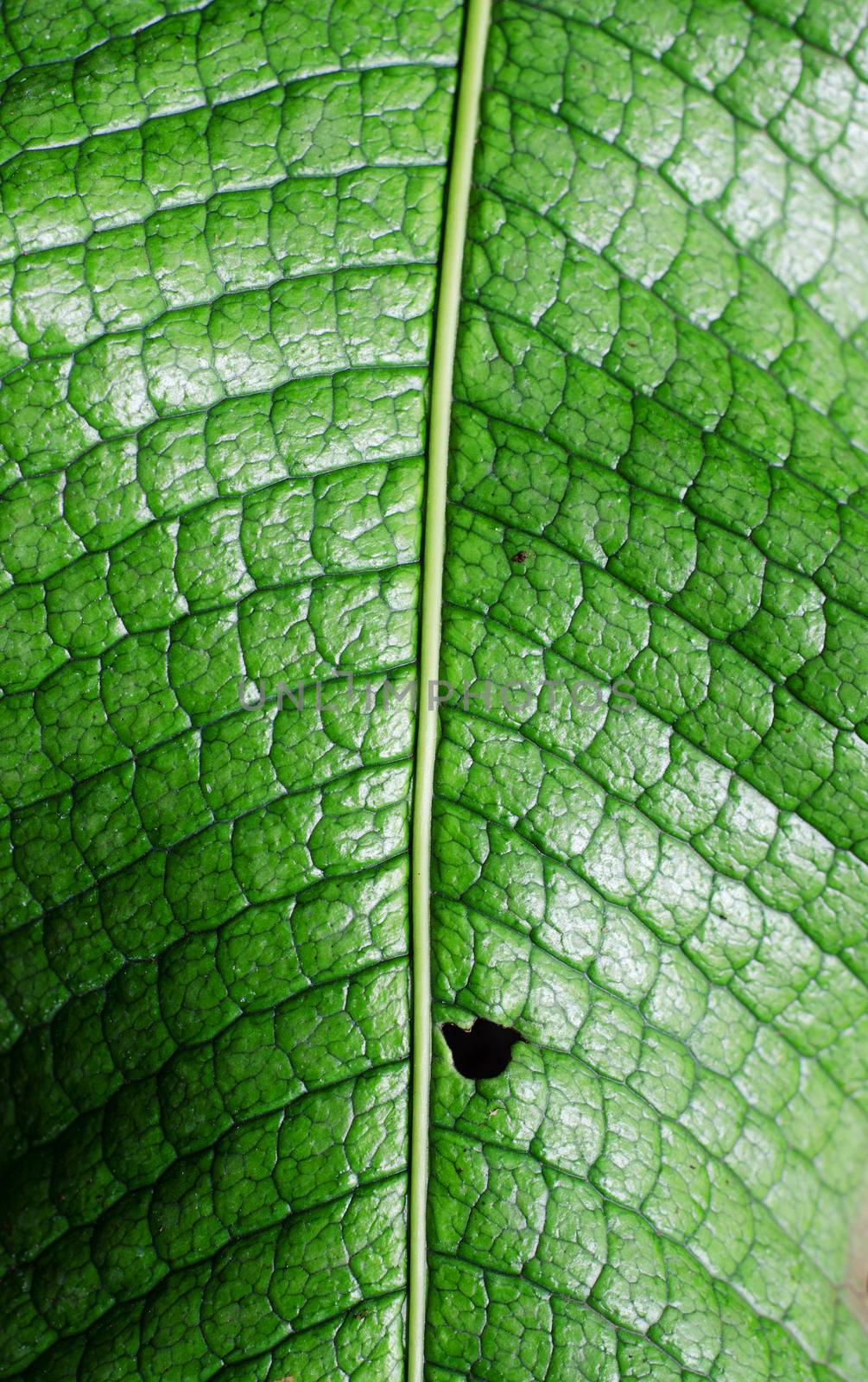 green leaf by sarkao