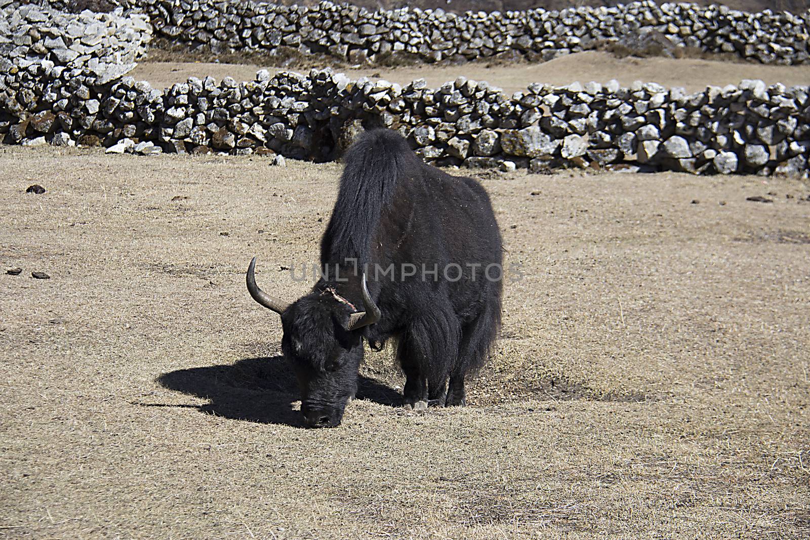 one yak in high himalayas